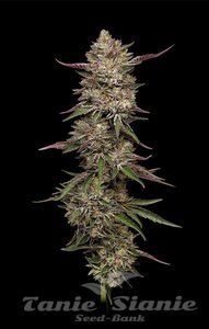 Guzzlerz - HUMBOLDT SEEDS COMPANY - 1