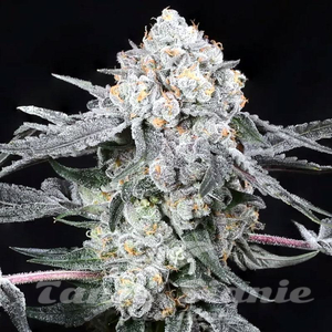 High Society - COMPOUND GENETICS - 2