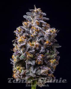 Hollywood - COOKIES SEEDS - 2
