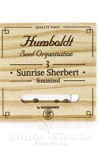 Sunrise Sherbert - HUMBOLDT SEED - 1