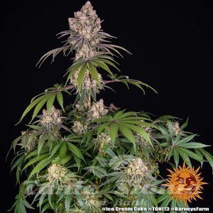 Ice Cream Cake - BARNEY'S FARM - 3
