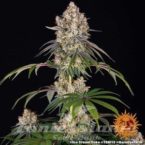 Ice Cream Cake - BARNEY'S FARM - 5