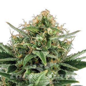 Jack Herer Auto - 1