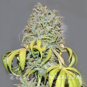 Jack Herer Fast Version - 1