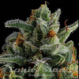 Jet Puft - COMPOUND GENETICS - 2