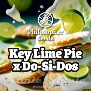 Key Lime Pie x Do-Si-Dos - PHILOSOPHER SEEDS - 1