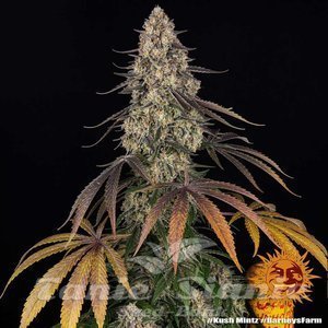 Kush Mintz - BARNEY'S FARM - 3