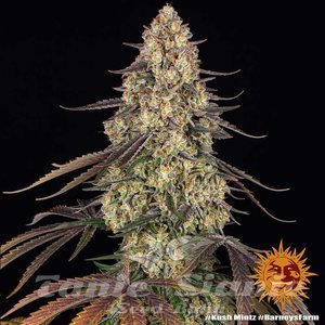 Kush Mintz - BARNEY'S FARM - 4