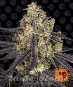 Kush Mintz - BARNEY'S FARM - 1