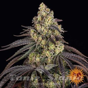 Kush Mintz - BARNEY'S FARM - 2
