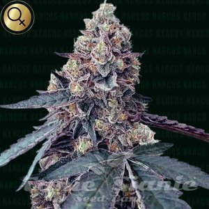 La Chica - NARCOS SEEDS - 1