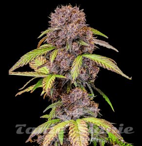 Lemon Cherry Cookies Auto - 1