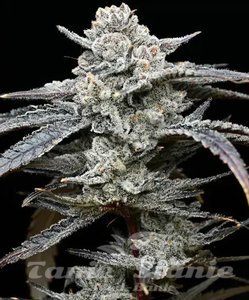 Lemon Cherry Gelato - BARNEY'S FARM - 1