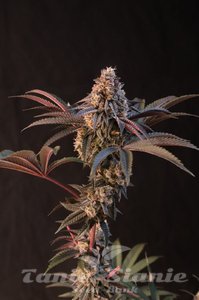 Lemon Cherry Runtz - FASTBUDS - 2