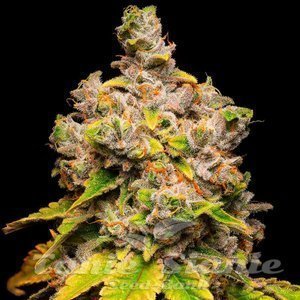 Lemon Cherry Sherb - COOKIES SEEDS - 1