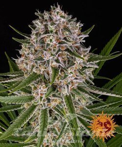 Lemon Haze Auto - BARNEY'S FARM - 1