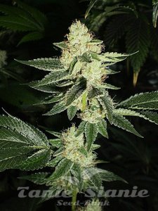 Louis XIII OG - THE CALI CONNECTION - 1