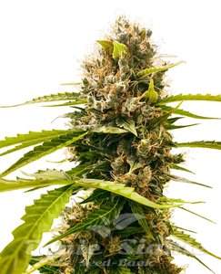 Mandarin Punch - SENSI SEEDS - 1