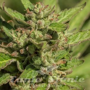 Atlas Seeds
