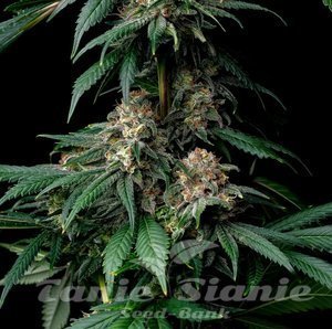 Mendo Breath - BARNEY'S FARM - 2