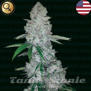 Miami Sunset OG - NARCOS SEEDS - 1