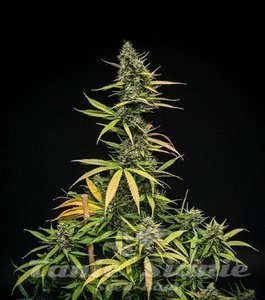 Mimosa Auto - 1