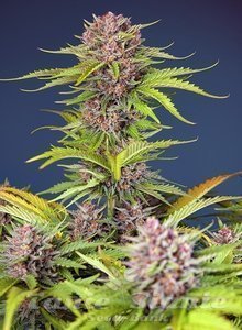 Mimosa Bruce Banner XL Auto - SWEET SEEDS - 1
