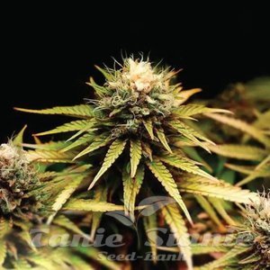 Mimosa F1 - 1