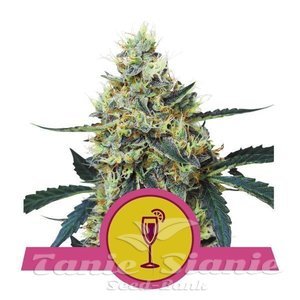 Mimosa - ROYAL QUEEN SEEDS - 1