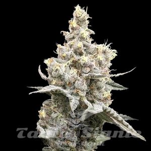 Moonshine Cookies Auto - 1