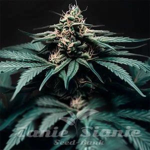 Northern Light F1 Auto - 1