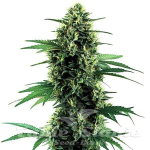 Blimburn Seeds