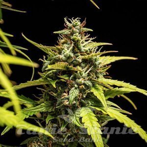 NYC Sour D Auto - ROYAL QUEEN SEEDS X TYSON 2.0 - 7