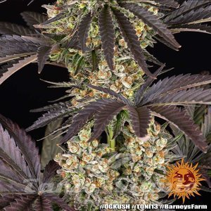 OG Kush - BARNEY'S FARM - 9