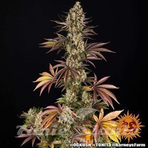 OG Kush - BARNEY'S FARM - 13