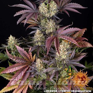 OG Kush - BARNEY'S FARM - 2