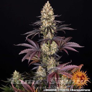 OG Kush - BARNEY'S FARM - 8