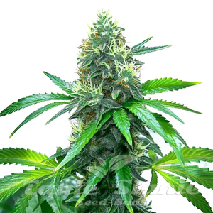 Blimburn Seeds
