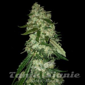 OG Kush F1 - 1