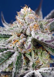 Orange Apricot Glue XL Auto - SWEET SEEDS - 1
