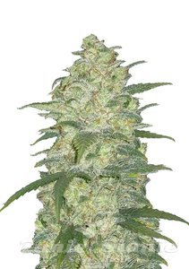 Original Auto White Widow - FASTBUDS - 1