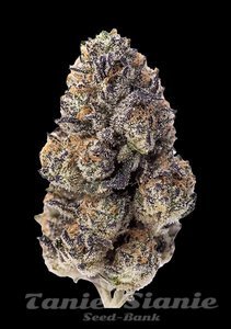 Papaya Sherbet - FASTBUDS - 5