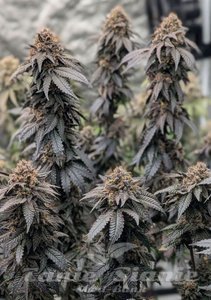 Papaya Sherbet - FASTBUDS - 3