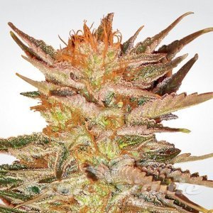 Indica Champions - PARADISE SEEDS - 2