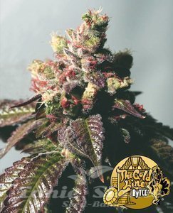 Passion Berry - THE CALI CONNECTION - 1