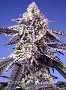 Permanent Jealousy XL Auto - SWEET SEEDS - 1