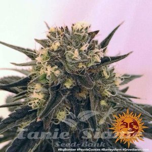 Peyote Cookies - BARNEY'S FARM - 3