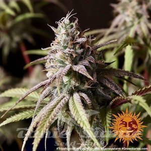 Peyote Cookies - BARNEY'S FARM - 4