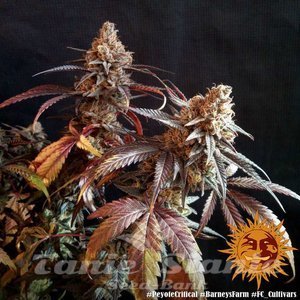 Peyote Critical - BARNEY'S FARM - 5