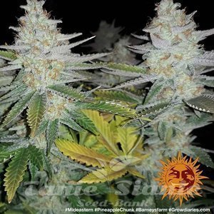 Pineapple Chunk - BARNEY’S FARM - 3
